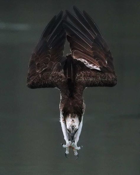 OSPREY DIVING IN! Ospreys are brown and white in colour, their underside and head being mostly white, and their upper side being mainly brown. They have a dark eye mask and a dark breast band, although this is more prominent in females. They have a short tail and long, narrow wings. They are also able to close their nostrils when they dive into water to catch fish. Such a magnificent photograph showing the ferocity and grace of these stunning animals! Photography by © Wilson Chen Badass Pictures, Perfectly Timed Photos, Birds Of Prey, Nature Animals, Beautiful Birds, Animal Kingdom, Bald Eagle, Animal Photography, Animals Beautiful