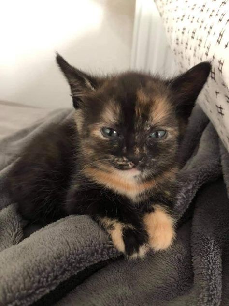 Tortoise Shell Kitten, Tortoiseshell Cats, Tortie Cat, Tortoiseshell Cat, Calico Cats, Tortoise Cat, Dream's Cat, Söt Katt, Tortoise Shell Cat