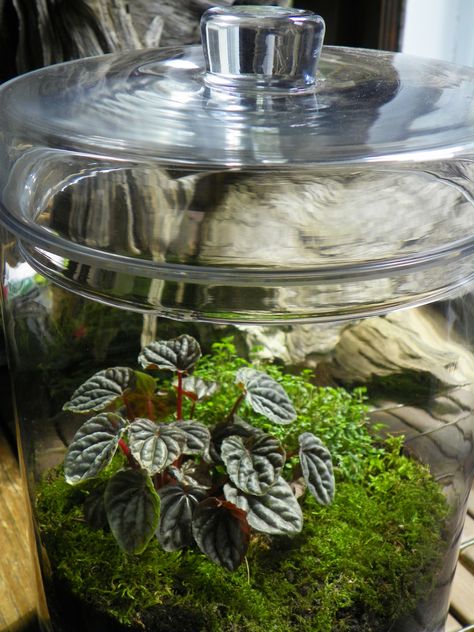 An apothecary jar with peperomia, moss, baby's tears and sunlight. This site is all about terrariums Terrarium Garden, Indoor Plants Styling, Beautiful Terrariums, Miniature Gardens, Indoor Plant Care, Indoor Design, Garden Terrarium, Terrarium Diy, Plant Decor Indoor