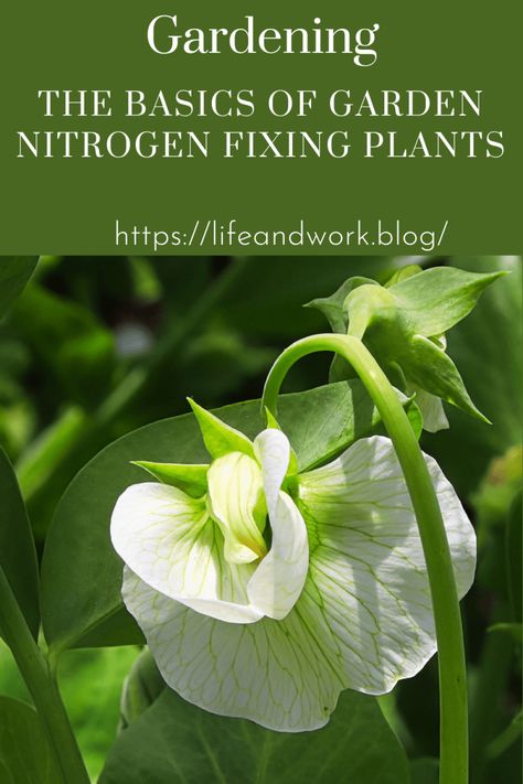 The Basics of Garden Nitrogen Fixing Plants Nitrogen Fixing Plants, Common Garden Plants, Nitrogen Fixation, Pea Plant, Crop Production, Attracting Beneficial Insects, Food Forest, Beneficial Insects, Easy Plants