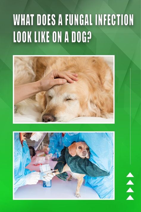 What Does A Fungal Infection Look Like On A Dog? Sick Dog Symptoms, Dog Sick, Worms In Dogs, Feeling Well, Sick Dog, Just Tired, Under The Weather, Dog Nutrition, About Dogs