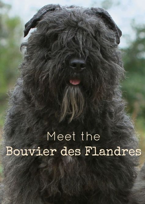 Meet the Bouvier des Flandres, a sweet large-breed hypoallergenic dog! Check out all the details about this big guy & decide if he's right for you! Best Large Dog Breeds, Dog Breeds That Dont Shed, Bouviers Des Flandres, Cute Dog Collars, Dogs Breeds, Hypoallergenic Dogs, Puppy Collars, Small Puppies, Big Guy