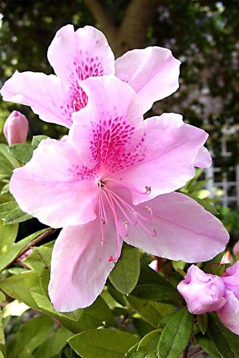 Azalea Azalea Wallpaper, White Azalea, Azalea Flower, Floral Wallpapers, Best Wallpaper Hd, Flower Festival, Pink Azaleas, Best Wallpaper, Delicate Beauty