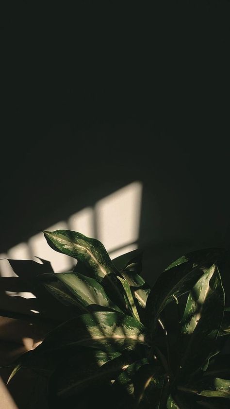 Greenery Wallpaper, Carcase Iphone, Sun Shadow, Phone Screen Wallpaper, Love Backgrounds, Instagram Graphic, Instagram Inspiration Posts, Profile Pictures Instagram, Sun Plants