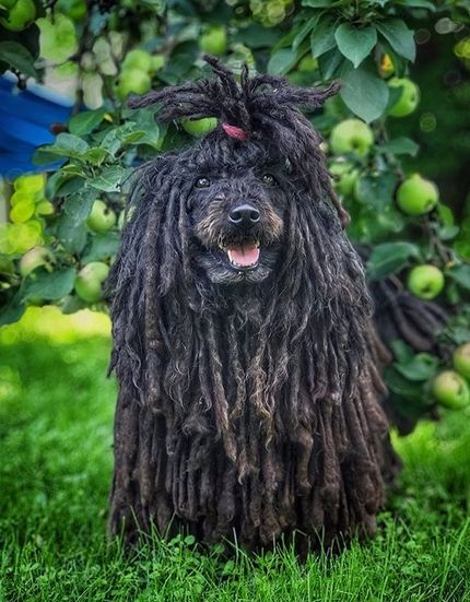 Top 140 Best Puli Dog Names | PetPress Hungarian Puli, Dog Name Ideas, Funny Animal Pics, Mop Dog, Puli Dog, Best Dog Names, Dog Aesthetic, Herding Dogs, Dog Funny