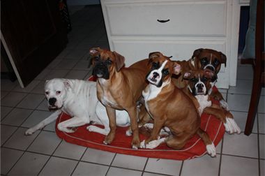 Boxer Dog Names, Boxer Rescue, Heartworm Prevention, Boxer And Baby, Boxer Dogs, Baby Dogs, South Wales, Dog Names, Wales