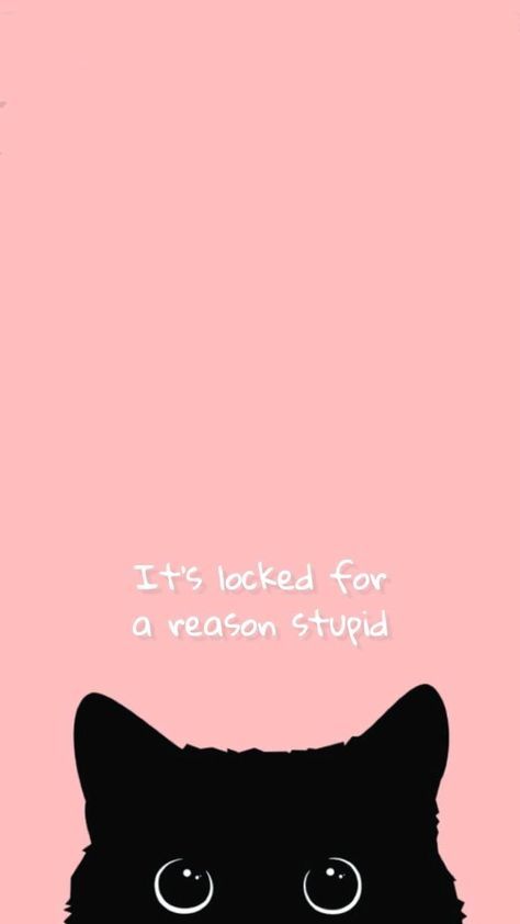 It's Locked For A Reason, Bodega Cat, Yellow Cabs, Kitten Love, Thrill Ride, New York Street, Roller Coaster, The Neighbourhood, Kittens