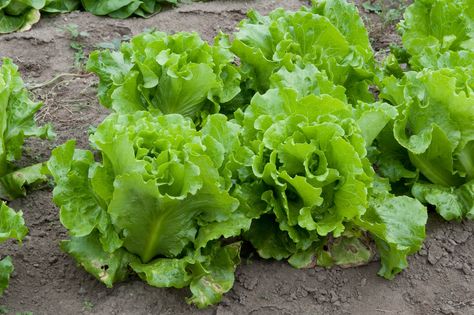 Summer Crisp Lettuce Info – Selecting And Growing Summer Crisp Lettuce Growing Tomatoes Indoors, Growing Spinach, Lettuce Seeds, Growing Lettuce, Grow Vegetables, Organic Compost, Veg Garden, Growing Tomatoes, Organic Seeds