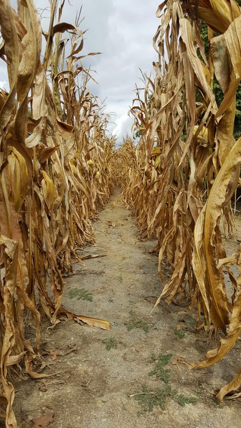 Autumn- Corn Stalks... Halloween Corn Stalks, Dried Corn Stalks, Fairy Flowers, Children Of The Corn, Creepy Pumpkin, Corn Stalks, Fields Of Gold, Corn Maze, Autumn Scenery