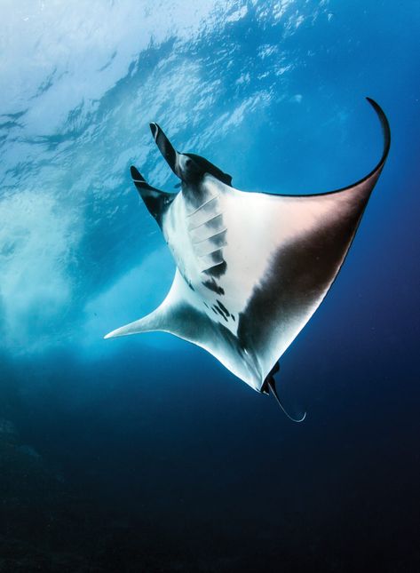 University Of Queensland, Conservation Projects, Manta Rays, Animals Amazing, Beautiful Sea Creatures, Marine Fish, Underwater Creatures, Manta Ray, Marine Animals