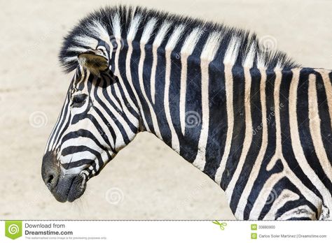 Head Side View, Zebra Head, Zebras, Side View, Siding, Animals, Art