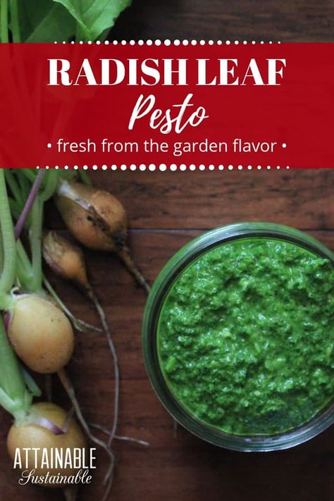 This pesto is made from radish greens rather than the more traditional basil. The peppery radish greens offer a spiciness that will wow your tastebuds! Most radish recipes call for the root; this one calls for the greens! #condiment #fresh #recipe Baked Potatoes Vegetarian, Radish Leaves, Sauce Cocktail, Radish Greens, Radish Recipes, Green Pesto, Homemade Pantry, Csa Recipes, Lentil Soup Recipes