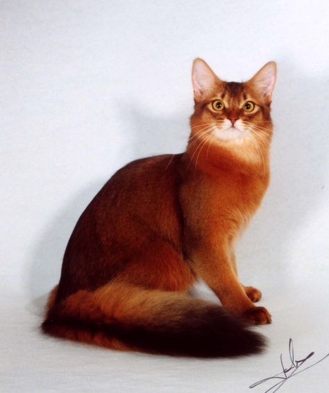 Somali Cat, American Bobtail, Ocicat, Exotic Cats, Image Chat, Abyssinian Cats, Orange Cats, Cats Breeds, Red Cat