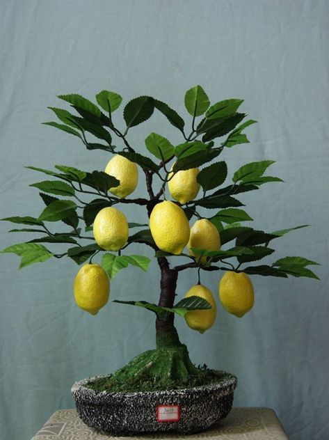 Bonsai For Beginners, Buy Bonsai Tree, Bonsai Fruit Tree, Bonsai Tree Types, Bonsai Tree Care, Indoor Bonsai Tree, نباتات منزلية, Mini Bonsai, Indoor Bonsai