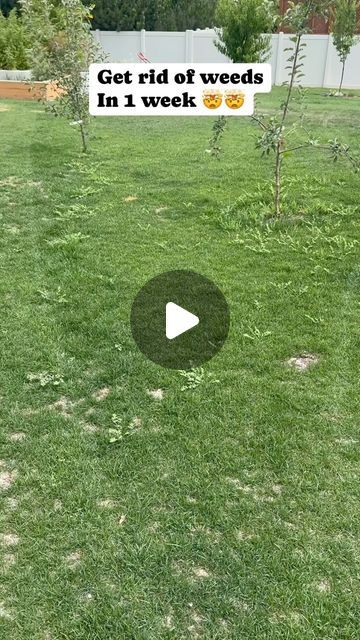 DaveyStruggle on Instagram: "Getting rid of weeds in your lawn #lawn #lawncare #lawnmaintenance" Lawn Weeds How To Get Rid, How To Get Rid Of Weeds In Lawn, Lawn Weeds, Weeds In Lawn, Yard Care, Lawn Maintenance, Yard Ideas, Lawn And Garden, Landscaping Ideas