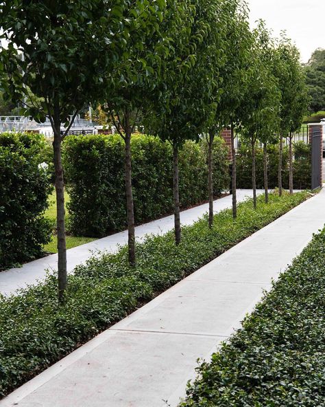 Custom Creations Landscapes on Instagram: “Haberfield Project ⠀⠀⠀⠀⠀⠀⠀⠀⠀⠀ Pear trees making an entrance in our Haberfield project.  Designed by Andrew Pearce, Install by our team…” Driveway Trees Lined Entrance, Pear Tree Landscaping, Trachelospermum Jasminoides, Pear Trees, Plant Supplies, Landscape Trees, Driveway, Outdoor Area, Outdoor Rooms