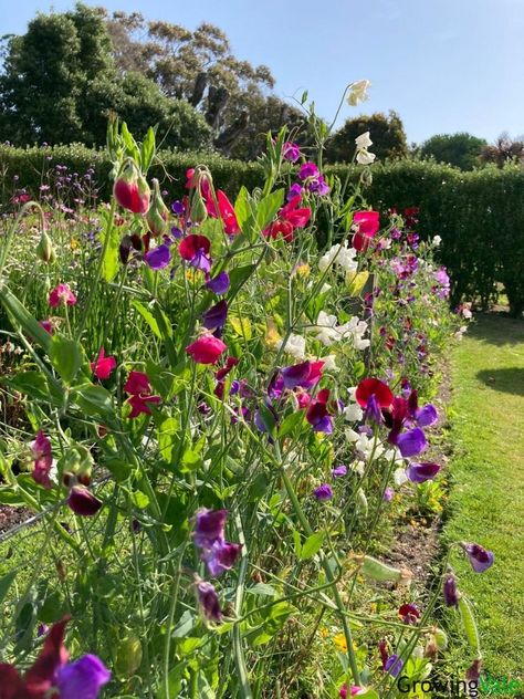 Growing Sweet Peas: How to Plant and Care Successfully - GrowingVale Sweet Pea Trellis Ideas, Potted Sweet Peas, Planting Sweet Peas, Sweetpea Support Ideas, How To Grow Sweet Peas, Sweet Peas Growing, Sweetpea Growing Ideas, Climbing Sweet Peas, Sweet Peas Flowers