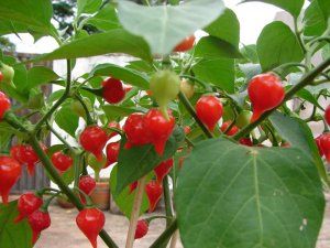 Brazilian Gourmet Chili Pepper - Hershey's Kiss Chilli Plant, Rare Seeds, Heirloom Vegetables, Pepper Seeds, Organic Seeds, Flowers Wallpaper, Exotic Fruit, Fruit And Veg, Exotic Plants