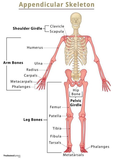 Appendicular Skeleton - Definition and List of Bones With Labeled Diagram Appendicular Skeleton, Sesamoid Bone, Quadriceps Femoris, Radius And Ulna, Axial Skeleton, Pelvic Girdle, Arm Bones, Leg Bones, Skeletal System