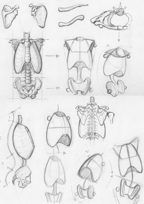 Anatomy Resources, Drawing Male Anatomy, Drawing The Human Head, Art Anatomy, Skeleton Anatomy, Skull Sketch, Human Body Drawing, Skeleton Drawings, Anatomy Tutorial