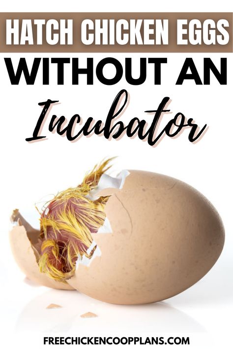 Wanna hatch eggs on the cheap? No problem! Learn how to hatch your chicken eggs without the use of an incubator. Not only will it save electricity, it's a very rewarding experience! How To Hatch Eggs Without An Incubator, Diy Egg Incubator How To Make, Hatching Eggs In An Incubator, How To Incubate Chicken Eggs, Hatching Chicken Eggs In An Incubator, Incubating Chicken Eggs At Home, Eggs In Crockpot, Chicken Eggs Hatching, Chicken Feed Diy