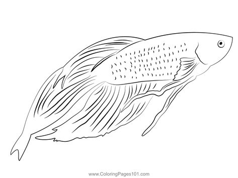 Betta Fish Up See Coloring Page Fish Coloring Page, Betta Fish, Drawing Tips, Free Kids, Printable Coloring Pages, Printable Coloring, Coloring Pages For Kids, Coloring Page, Free Printable