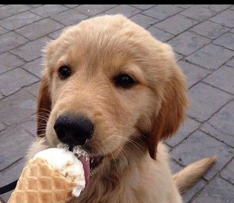 Puppy Ice Cream, Preppy Dog, Cute Dogs Images, Cute Animal Memes, Cute Dog Photos, Cute Animals Puppies, Puppies And Kitties, Really Cute Dogs, Super Cute Animals