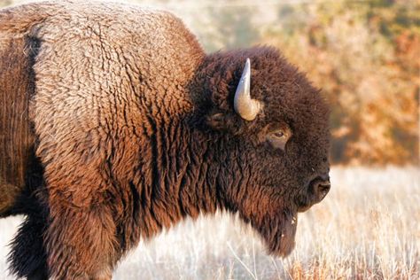 Larry Smith, Wichita Mountains, Bison Burgers, North American Animals, American Wildlife, North American Wildlife, Native American Images, American Animals, American Bison