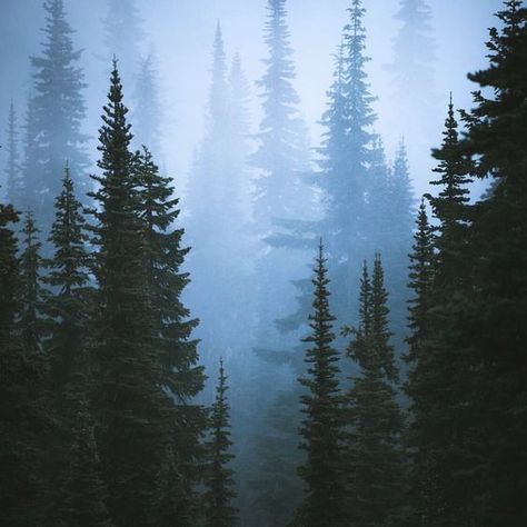 Foggy Trees, Pine Trees Forest, Evergreen Forest, Redwood Tree, Image Nature, Foggy Forest, Mount Rainier National Park, Redwood Forest, Misty Forest