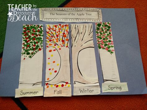 Seasons Kindergarten, Seasons Preschool, Montessori Elementary, 1st Grade Science, First Grade Science, Kindergarten Themes, Tree Study, Seasons Activities, Science Topics