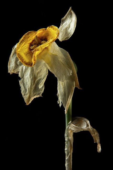 Decay Art, Billy Kidd, Wilted Flowers, Growth And Decay, Narcissus Flower, Household Objects, Nothing But Flowers, Still Life Art, At Midnight