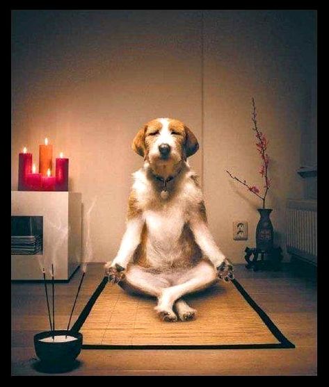 Namaste Pedigree Dog Food, Yoga Humor, Dog Yoga, 웃긴 사진, 귀여운 동물, How To Do Yoga, Dog Life, I Love Dogs, Inner Peace