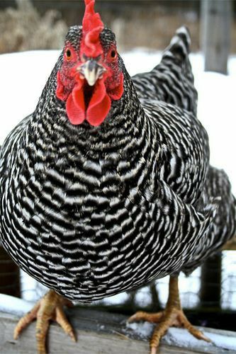 Backyard Chicken Run, Barred Plymouth Rock Chickens, Chicken Photography, Barred Rock Chickens, Chicken Backyard, Plymouth Rock Chicken, Best Laying Chickens, Heritage Chickens, Tattoo Animals