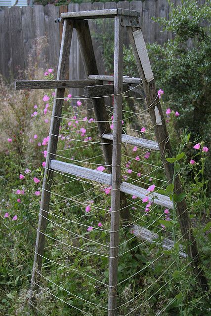 Garden Ladder | Flickr - Photo Sharing! Ladders In The Garden, Ladder Garden, Ladder Planter, Garden Ladder, Garden Vines, Garden Junk, Halloween Garden, Garden Decor Ideas, Wooden Ladder