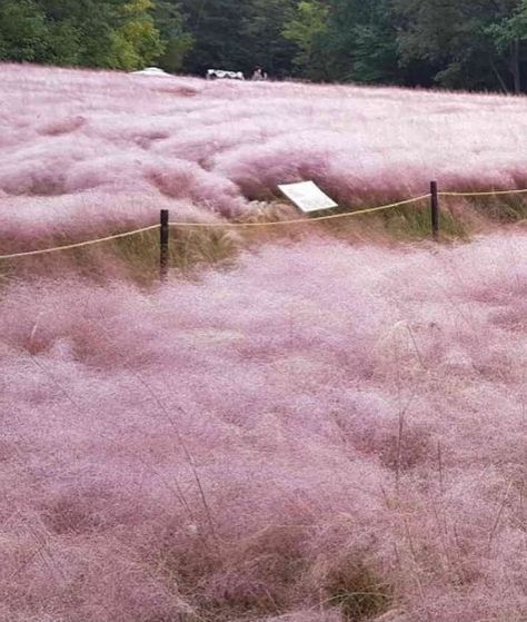 Pink Muhly, Nectar And Stone, Pink Grass, Grass Field, Field Of Dreams, Pink Garden, Biome, Great Photos, Fall Colors