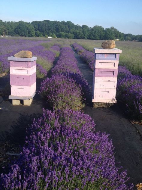 Bee Safe, Bee Hive Plans, Backyard Bee, Backyard Beekeeping, Bee Farm, Lavender Garden, Bee Garden, Bee Friendly, Lavender Field