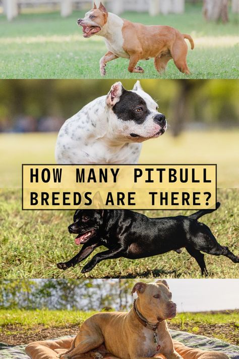 How Many Pitbull Breeds Are There? Pitbull Breeds, American Bully Pitbull, Bully Pitbull, American Pitbull, Pit Bull Terrier Mix, American Staffordshire Terrier, Bull Terriers, American Staffordshire, Staffordshire Bull Terrier