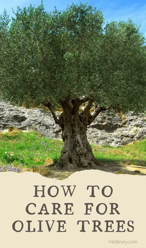 Window Hanging Plants, Pruning Olive Trees, Olive Tree Care, Olive Trees Landscape, Indoor Olive Tree, Olive Trees Garden, Indoor Garden Decor, Growing Olive Trees, Potted Olive Tree