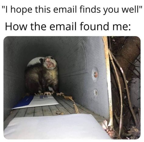 Melissa Cooper on Twitter: "Getting any emails the day before two grant submissions: #AcademicTwitter… " Behind Blue Eyes, Nursing Memes, Clean Humor, Work Memes, Work Humor, Animal Memes, Bones Funny, Popular Memes, Funny Cute