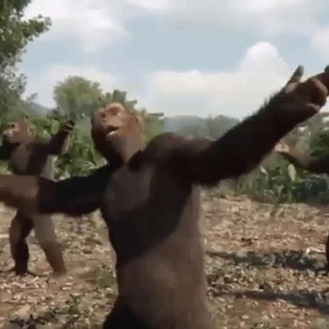 Monkey Gif, Monkey Memes, Monkey Dance, Meme Gifs, Friday Dance, Dance Gif, Funny Animated Cartoon, Dancing Gif, Dance Humor