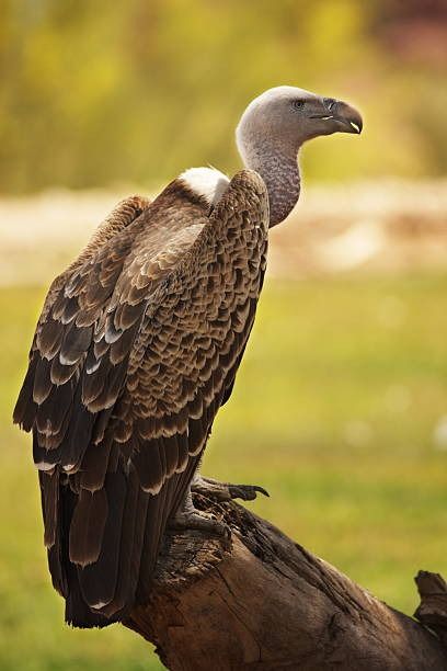 10,742 Ruppells Griffon Vulture Stock Photos, Pictures & Royalty-Free Images - iStock Hartbeespoort Dam, Griffon Vulture, Wildlife Of India, Turkey Vulture, Indian Subcontinent, Common Birds, Most Beautiful Birds, Extinct Animals, Rare Birds