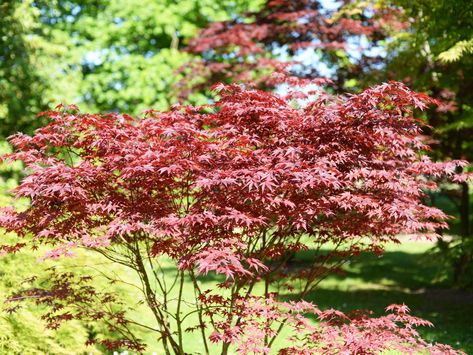 Everything You Need to Know About Bloodgood Japanese Maple Trees - This Old House Japenese Maple, Bloodgood Maple, Front Yard Trees, Bloodgood Japanese Maple, Gutter Drainage, Yard Trees, Japanese Red Maple, Tree Landscaping, Vegetable Ideas