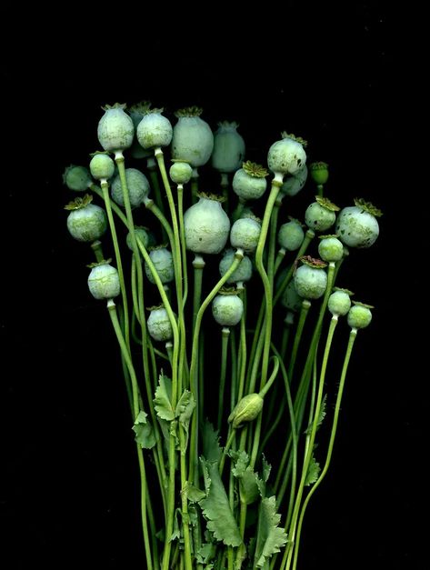 Poppy Pods, Floral Theme, Seed Pods, Poppy Flower, Green Flowers, Beautiful Day, Floral Art, Bend, Photo Art