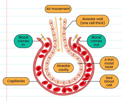 Respiratory System Get Better Grades, Cell Respiration, Thoracic Cavity, Human Respiratory System, Better Grades, Cellular Respiration, Persistent Cough, Reduce Gas, Oxygen Tanks