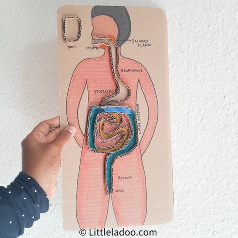 Digestive system Maze | Little Ladoo Digestive System Project, Digestive System For Kids, Digestive System Model, Human Body Systems Projects, Body Systems Project, Human Body Crafts, Science Project Models, Human Body Science, Sistem Pencernaan