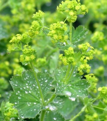 Alchemilla Mollis (Lady's Mantle). Every garden should have this beautiful and useful perennial. It has scalloped, bright green leaves which catch droplets of water that look like quicksilver and from June to September, it produces a frothy haze of tiny, chartreuse yellow flowers. Alchemilla Mollis, Coastal Garden, Lady's Mantle, Ice Plant, Planting Plan, Cottage Garden Plants, Coastal Gardens, Hardy Perennials, Swansea