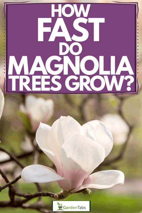 How Fast Do Magnolia Trees Grow? Magnolia Tree Landscaping, Japanese Magnolia Tree, White Magnolia Tree, Tulip Poplar Tree, Southern Magnolia Tree, Evergreen Magnolia, Japanese Magnolia, Magnolia Grandiflora, Poplar Tree