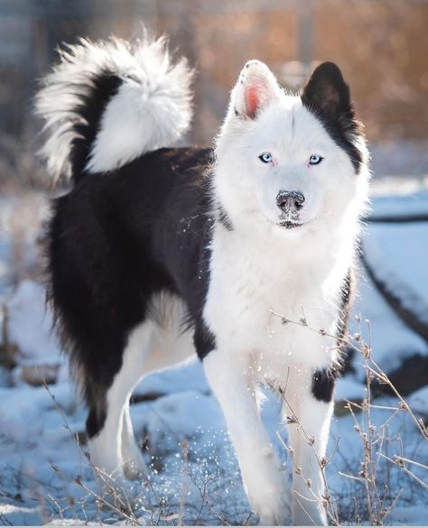 Beautiful Dogs Breeds Unique, Unique Wolf Colors, Unique Wolves, Canine Odyssey, Yakutian Laika, Unique Dogs, Cool Dogs, Hilarious Dogs, Most Beautiful Dog Breeds