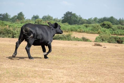 A black cow running. Cow Running Drawing, Cows Running, Cow Running, Cow Sitting Down, Cows Sitting, Cow Names, Cows In Pasture, Eadweard Muybridge, Swat Team