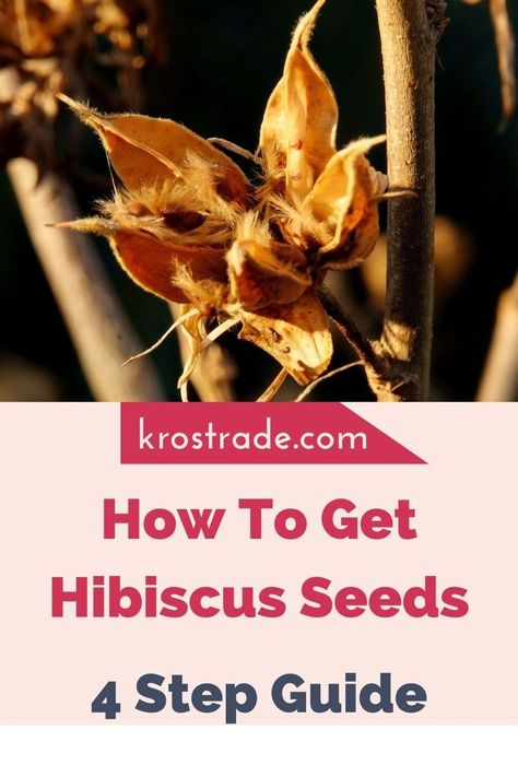 Knowing how to get hibiscus seeds will always be useful, and you’ll only need four steps to master it. Propagate Hibiscus, Hibiscus Seeds, Hibiscus Bush, Growing Hibiscus, Productive Garden, Yellow Hibiscus, Education Architecture, Growing Seeds, Seed Pods